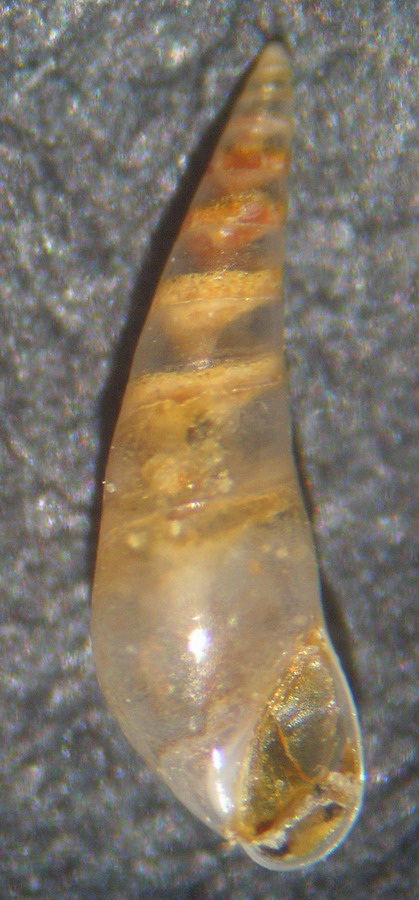 Eulimidae ??